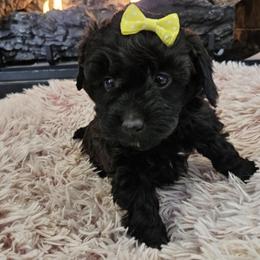 Cavapoo, Cockapoo, Goldendoodle, and Maltipoo Puppies from Perdue Puppies