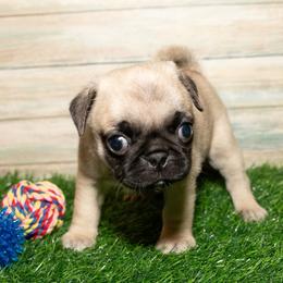 Lilac (hot pink) - Fawn female Pug puppy in Hereford, Arizona from Broken Road Ranch Pugs
