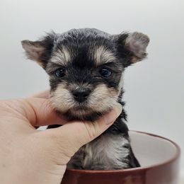 Companion Cross, Havanese, Mal-Shi, Maltese, Maltipoo, Morkie, and Shih Tzu Puppies from Seeking Shalom Acres Maltese, Maltipoos & Havamalts