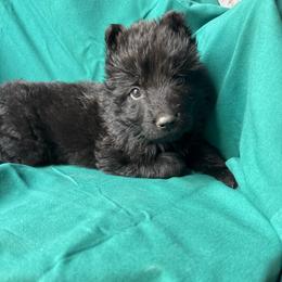 Lime green boy - Black male German Shepherd puppy in Jennings, Kansas from Lost Creek German Shepherds LLC