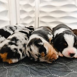 Miniature Australian Shepherd and Toy Australian Shepherd Puppies from Pineywoods Pups