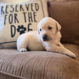 Juliet - Yellow female Labrador Retriever puppy in Sweet Home, Oregon from Knotty Creek Labradors