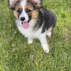 Sporty Mix Puppies from Ebonheart Kennel