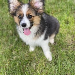 Sporty Mix Puppies from Ebonheart Kennel