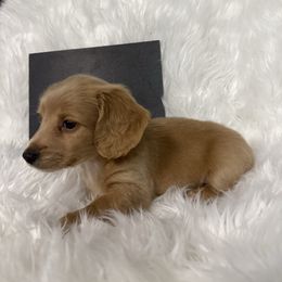 Boy 1 - Red male Dachshund puppy in Stilwell, Oklahoma from TJ's Dachshunds