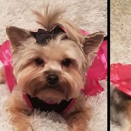 French Bulldogs and Yorkshire Terriers from Hazel Sky Kennel