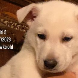 Girl 5 - White German Shepherd puppy in Camarillo, California from Robert's White German Shepherds
