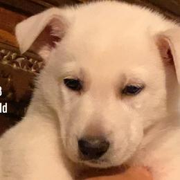 Girl 5 - White German Shepherd puppy in Camarillo, California from Robert's White German Shepherds