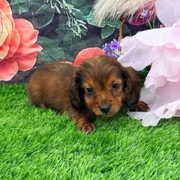 Simon - Red male Dachshund puppy in Chelsea, Oklahoma from Elite Puppies of Oklahoma, LLC