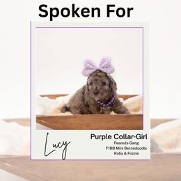 Purple Collar - Lucy - Chocolate merle female Bernedoodle puppy in Lexington, North Carolina from Deborah’s Doodles