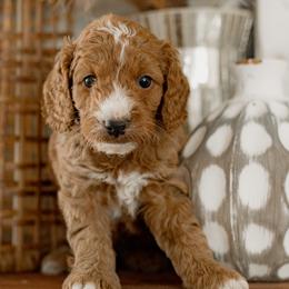 Rescue (tan collar) - Red  male Goldendoodle puppy in Apopka, Florida from The Classic Doodle