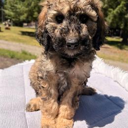Basil - Sable male Aussiedoodle puppy in Clarkston, Washington from Doodle & Poodle Palace