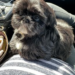Shih Tzu and Yorkshire Terrier Puppies from Tiny Puppies World