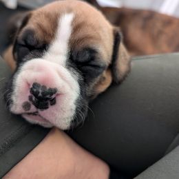 Rudy - Fawn Boxer puppy in Wellington, Ohio from Brinkhaven Boxers