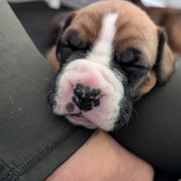 Rudy - Fawn Boxer puppy in Wellington, Ohio from Brinkhaven Boxers