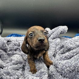 Girl 2 SMOOTH - Brindle female Dachshund puppy in Spanaway, Washington from 11 Oaks Kennels