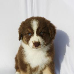 Robin - Red tri-color female Australian Shepherd puppy in Richmond, Texas from Big Zen Aussies