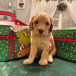 Demi - Apricot female Goldendoodle puppy in Greenville, South Carolina from Law Doodles of SC