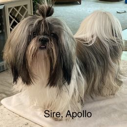 Apollo - Shih Tzu