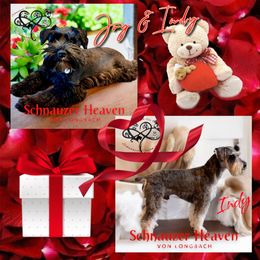 Jovani AKC - Salt and pepper male Miniature Schnauzer puppy in Pelzer, South Carolina from Schnauzer Heaven Von Longbach