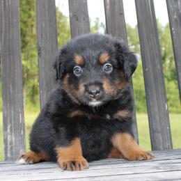 Liberty - Black tri male Miniature Australian Shepherd puppy in Foxworth, Mississippi from Ten Mile Aussies