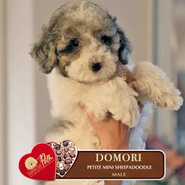 Domori - Blue merle and white male Sheepadoodle puppy in Cleveland, Tennessee from Narrow Path Old English & Sheepadoodles
