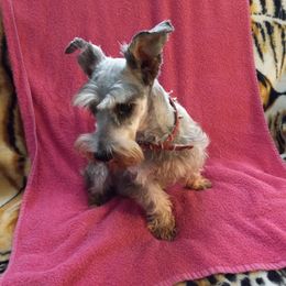 Miniature Schnauzers from Dilboy Farms Miniature Schnauzers