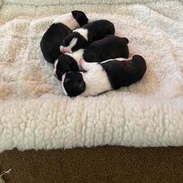 Girl 1 - Black brindle and white female Boston Terrier puppy in Morrow, Ohio from Paloma's Legacy Boston Terriers