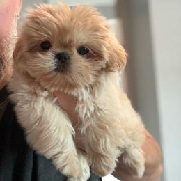 Dolly - Cream and white female Shih Tzu puppy in Gilbert, Arizona from 🌗 New Moon Shih Tzu 🌗