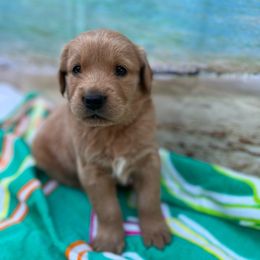 Boy 2 - Goldendoodle puppy from Double T Farms