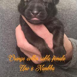 Orange collar - Sable female German Shepherd puppy in Canterbury, Connecticut from Nachtwaechter German Shepherds, LLC