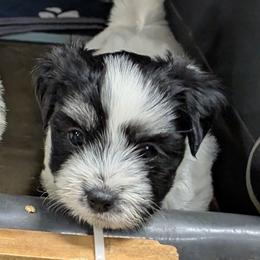 Ace - Black and white male Coton de Tulear puppy in Mead, Oklahoma from Bar W Cotons