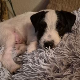Male 1 - Black and white male Jack Russell Terrier puppy in Crestline, California from Julsby Jack Russell Terriers