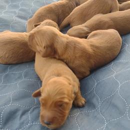 Girl 3 - Dark golden female Golden Retriever puppy in Grand Meadow, Minnesota from Root River Retrievers