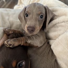 FANCY 3600 PET ONLY - Fawn (isabella) and tan female Dachshund puppy in Indian Trail, North Carolina from Hilda’s Teenie Weenies