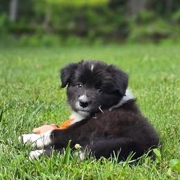 Blinkers - Black and white male Border Collie puppy in Olney, Illinois from Heronwood Border Collies
