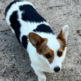 Lottie - Pembroke Welsh Corgi
