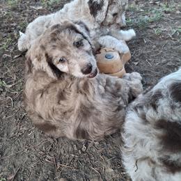 Aussiedoodle and Miniature Australian Shepherd Puppies from Aussies Acre