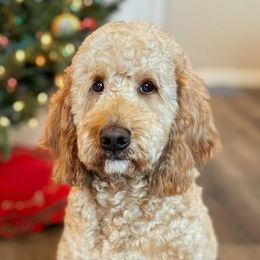 Sheamus - Goldendoodle