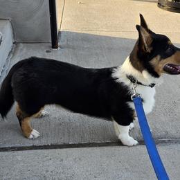 AKC - Billy The Kid - Black and tan Pembroke Welsh Corgi puppy in Arlington, Texas from Shelly Bean Corgis