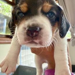 Nutella - White black and tan female Beagle puppy in Judsonia, Arkansas from Mayberry Acres Beagles and Basset Hounds