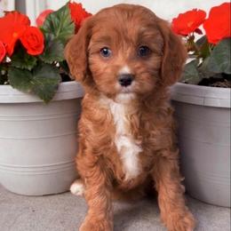 Mocha - Red female Cavapoo puppy in Salt Lake City, Utah from SunnySide Mini Doodles