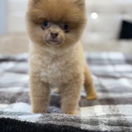 Pomeranian Puppies from Pomeranian