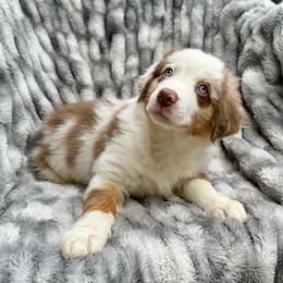 Chili-Full tail and blue eyes likely - Red merle male Australian Shepherd puppy in Penrose, Colorado from Best Friend Aussies