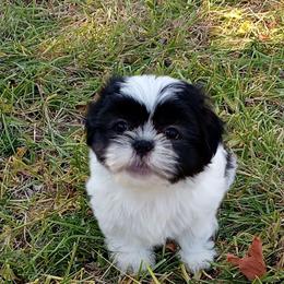 Suzy - Black and white female Shih Tzu puppy in Grand Prairie, Texas from R&R Shih-Tzus & Stud Services