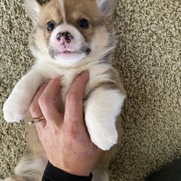 Pembroke Welsh Corgi and Poodle Puppies from Blue Diamond Kennel