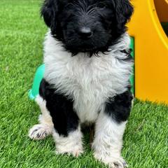 Newfypoo Puppies from Two Sisters Ranch, LLC