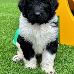 Newfypoo Puppies from Two Sisters Ranch, LLC