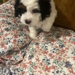 Cavalier King Charles Spaniel, Cavapoo, Maltipoo, and Poodle Puppies from Lainy's Puppies