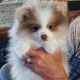 J - Lavender male Pomeranian puppy in Cocoa, Florida from Pom Coast Pomeranians
